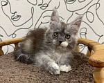 Кошки в Нижнем Новгороде: Котята породы мейн-кун Мальчик, Бесплатно - фото 1