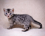 Кошки в Москве: бенгальский котенок серебро Мальчик, 60 000 руб. - фото 3