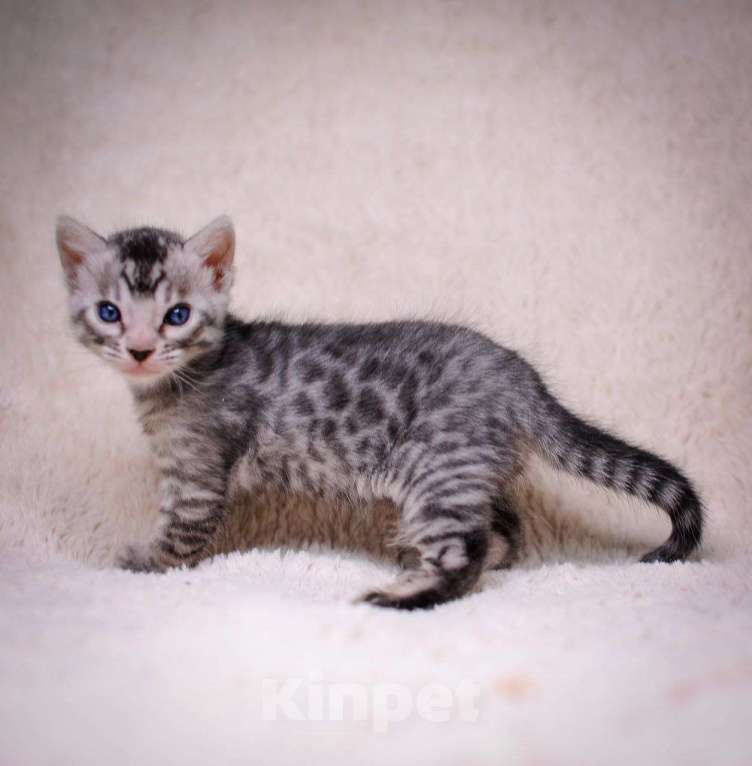 Кошки в Москве: бенгальский котенок серебро Мальчик, 60 000 руб. - фото 3