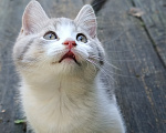 Кошки в Прокопьевске: Продам шотландских породистых котят Разнополые, 5 000 руб. - фото 2