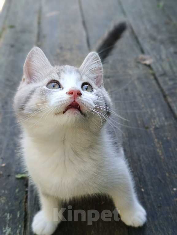 Кошки в Прокопьевске: Продам шотландских породистых котят Разнополые, 5 000 руб. - фото 2