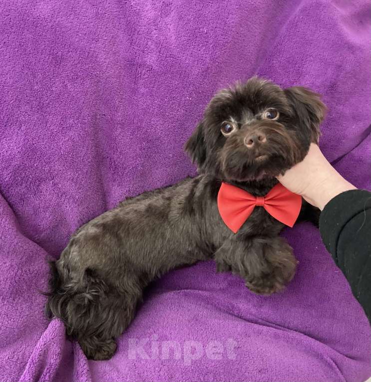 Собаки в Москве: Шоколадный йорк девочка взрослая стандарт Девочка, 50 000 руб. - фото 7