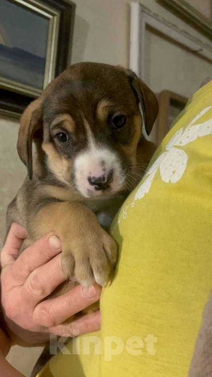 Собаки в Москве: Нежная Булочка ищет дом Девочка, Бесплатно - фото 1