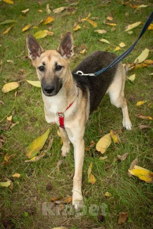 Собаки в Москве: Ева Девочка, Бесплатно - фото 1