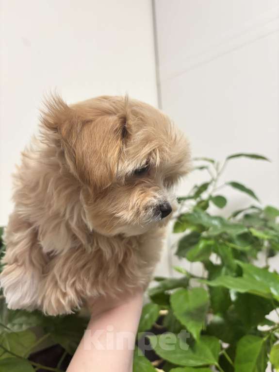 Собаки в Мытищах: Мальтипуf1 Мальчик, 100 000 руб. - фото 3