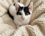 Кошки в Санкт-Петербурге: Кошечка ищет дом Девочка, Бесплатно - фото 1