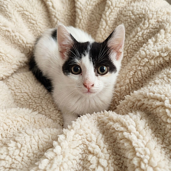 Кошечка ищет дом