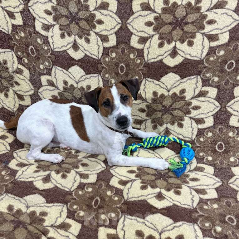 Собаки в Краснокамске: Потерялся щенок Мальчик, Бесплатно - фото 1