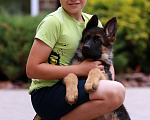 Собаки в Раменском: Шикарная девочка со стандартной шерстью  Девочка, 50 000 руб. - фото 5