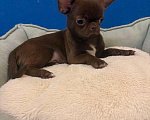 Собаки в Москве: Чихуахуа    Роскошные  Шоколадки Мальчик, 25 000 руб. - фото 2