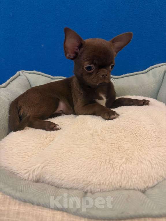 Собаки в Москве: Чихуахуа    Роскошные  Шоколадки Мальчик, 25 000 руб. - фото 2