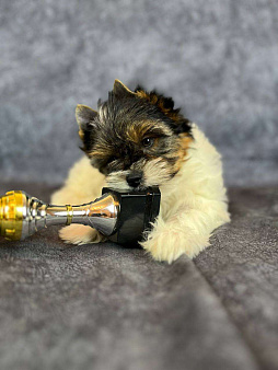 Щенок бивер терьера Дэйви. Плюшевый медвежонок в качестве домашнего любимца.