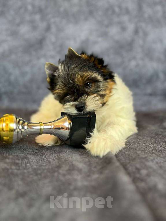 Собаки в Вологде: Щенок бивер терьера Дэйви. Плюшевый медвежонок в качестве домашнего любимца. Мальчик, 45 000 руб. - фото 1