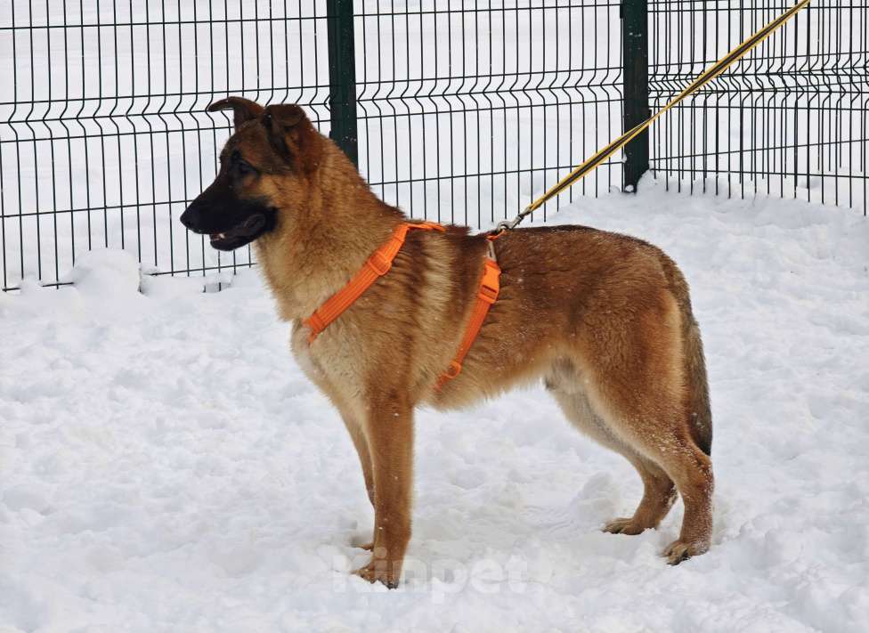 Собаки в Москве: Микки ищет дом Мальчик, Бесплатно - фото 7