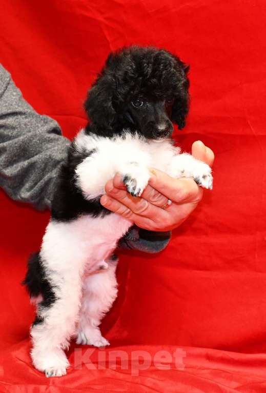 Собаки в Долгопрудном: Той пуделя щенок арлекин ДЖЕНТЛИ БОРН ЧИЖИК Мальчик, 120 000 руб. - фото 7