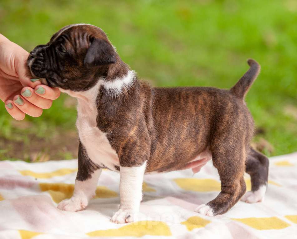 Собаки в Москве: Щенки Американского стаффордширского терьера Мальчик, Бесплатно - фото 5