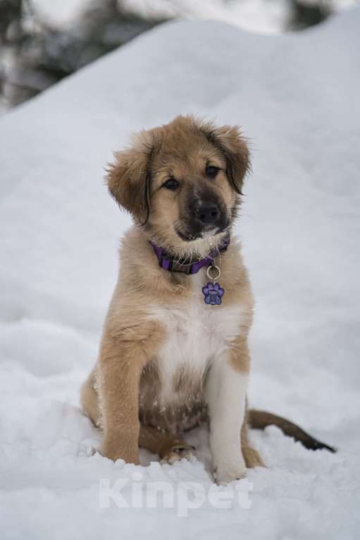 Собаки в Красногорске: Малышка Бель 3,5 месяца в добрые руки Девочка, Бесплатно - фото 4