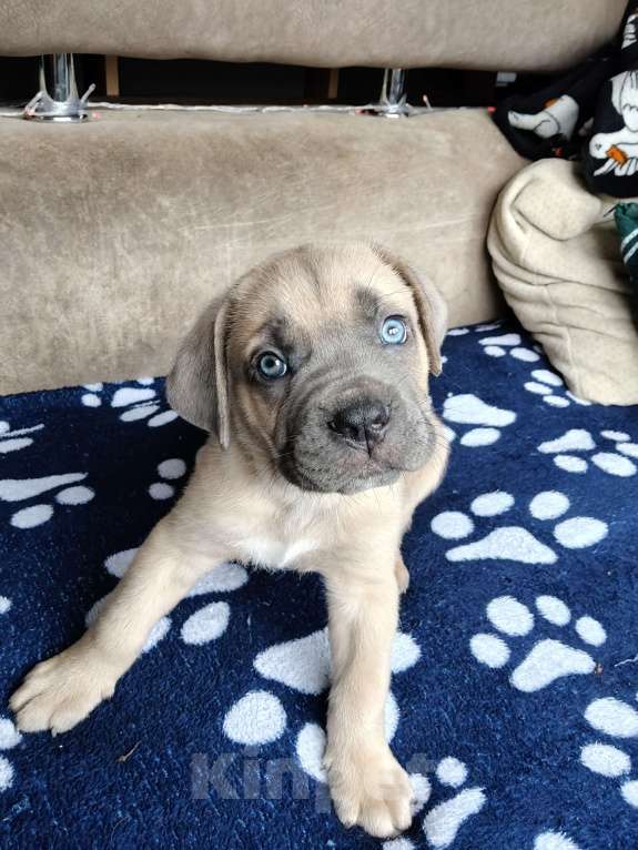 Собаки в других городах Краснодарского края: Кане-Корсо, щенок Мальчик, 30 000 руб. - фото 3