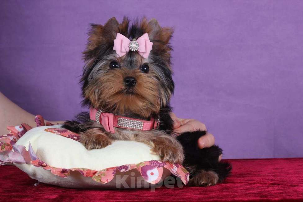 Собаки в Москве: Йоркширский терьер мини девочка Любава РКФ. Девочка, 65 000 руб. - фото 2