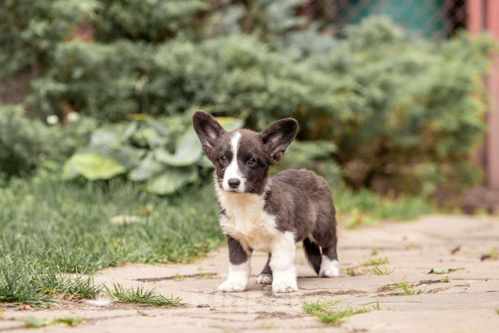 Собаки в Москве: Корги щенок Девочка, 30 000 руб. - фото 7