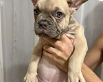 Собаки в Нижнем Новгороде: Французский бульдог щенок мальчик Мальчик, 50 000 руб. - фото 1