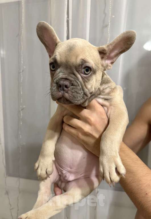 Собаки в Нижнем Новгороде: Французский бульдог щенок мальчик Мальчик, 50 000 руб. - фото 1