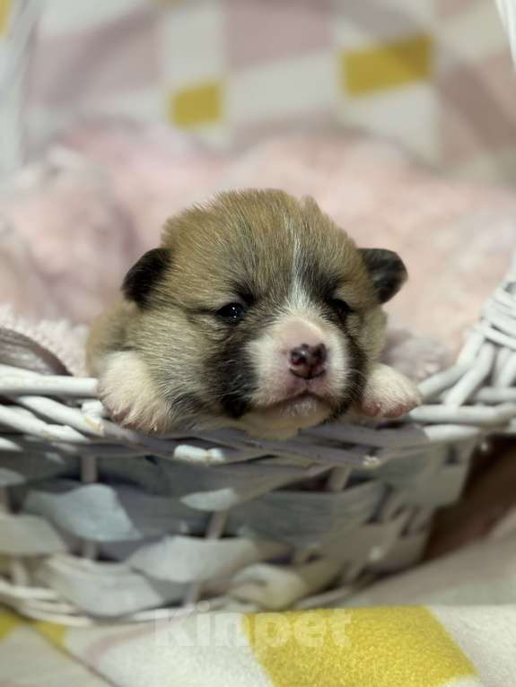 Собаки в Уфе: Вельш корги пемброк Мальчик, 50 000 руб. - фото 1