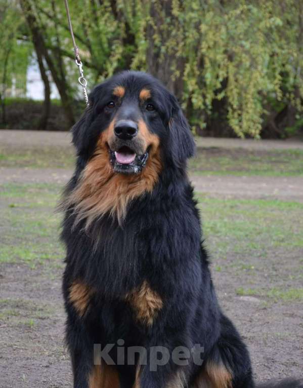 Собаки в Москве: Ховаварт щенки Мальчик, Бесплатно - фото 8