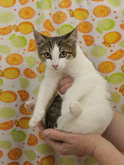 Добрый ласковый котеночек Степочка