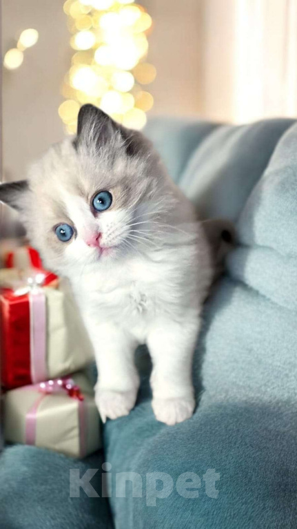 Кошки в Москве: Рэгдолл котенок девочка Девочка, 120 000 руб. - фото 1