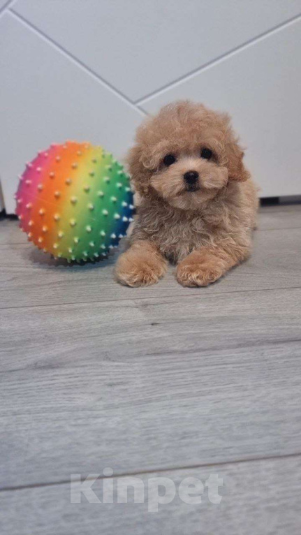 Собаки в Мытищах: Пушон Бетти Девочка, 80 000 руб. - фото 5