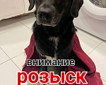 Собаки в Москве: Олли найдись!  Девочка, 100 000 руб. - фото 3