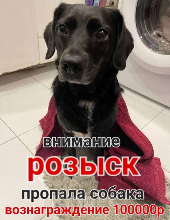 Собаки в Москве: Олли найдись!  Девочка, 100 000 руб. - фото 3