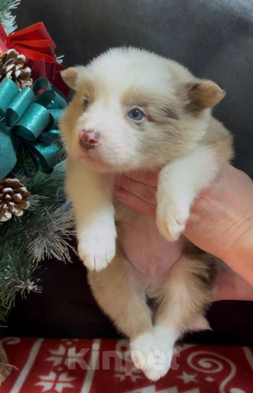 Собаки в других городах Московской области: Бордер колли шикарный голубоглазый мальчик Мальчик, 90 000 руб. - фото 2