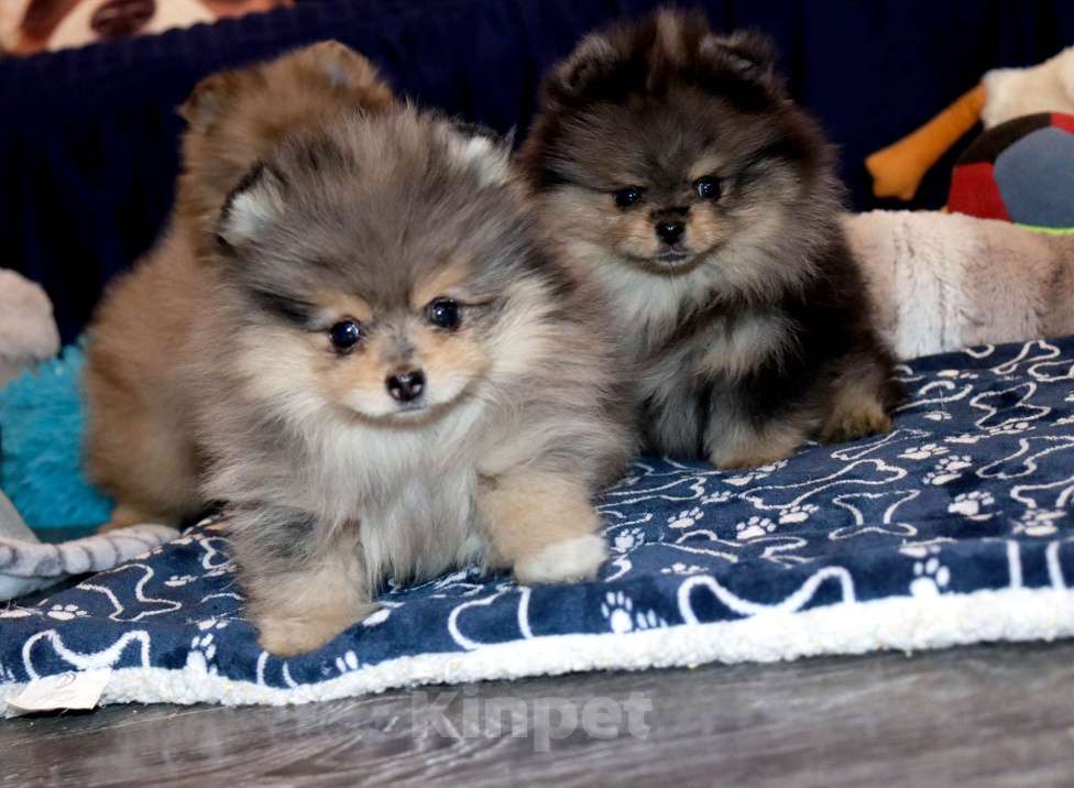 Собаки в Москве: Самая РОСКОШНАЯ крошка шпица Девочка, 55 000 руб. - фото 2