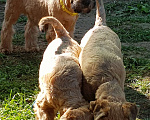 Собаки в Москве: Щенки пшеничный терьер 2,5 месяца Мальчик, 45 000 руб. - фото 8