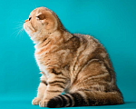 Кошки в Щербинке: золотая мраморная кошечка Девочка, 25 000 руб. - фото 4