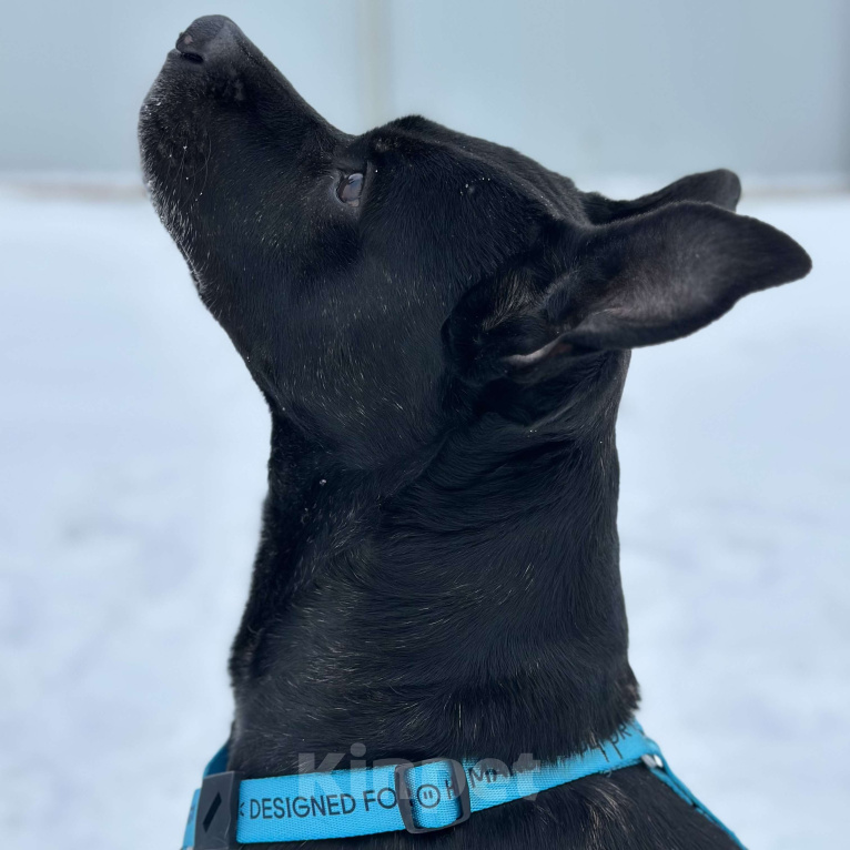 Собаки в Москве: Добрый пес Джек ищет дом Мальчик, Бесплатно - фото 8