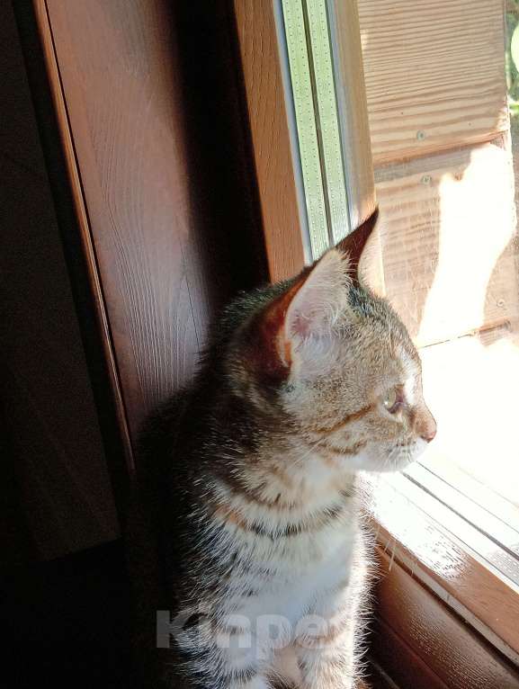 Кошки в Одинцово: Котята в добрые руки Девочка, 1 руб. - фото 4