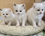 Кошки в Санкт-Петербурге: Рэгдолл девочки Девочка, 35 000 руб. - фото 1