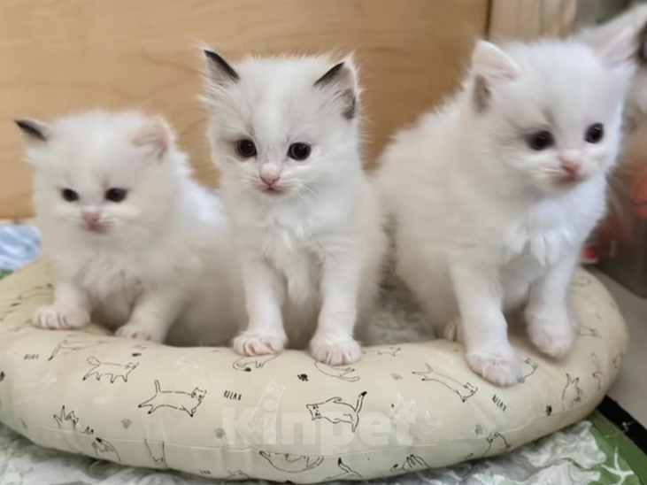 Кошки в Санкт-Петербурге: Рэгдолл девочки Девочка, 35 000 руб. - фото 1