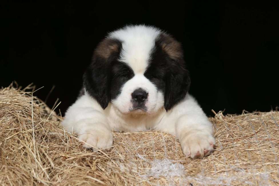 Собаки в Костроме: Щенки СЕНБЕРНАРА (Великан, Компаньон, Няня, Строж) Мальчик, Бесплатно - фото 8