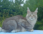Кошки в Москве: Котенок породы мейн-кун  Мальчик, 90 000 руб. - фото 3