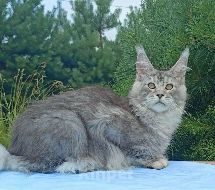 Кошки в Москве: Котенок породы мейн-кун  Мальчик, 90 000 руб. - фото 3