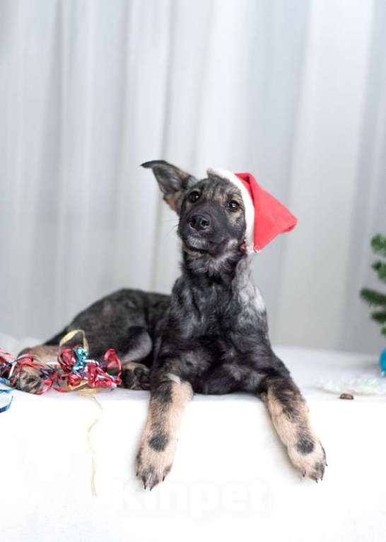 Собаки в Москве: Щенки метисы овчарки в добрые руки Мальчик, Бесплатно - фото 6