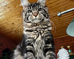 Кошки в Москве: Мейн-кун девочка Девочка, 50 000 руб. - фото 3