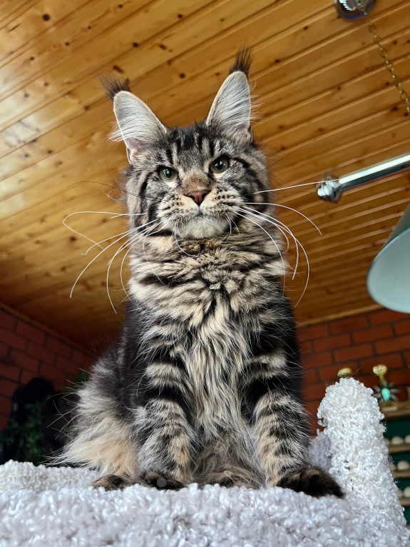 Кошки в Москве: Мейн-кун девочка Девочка, 50 000 руб. - фото 3