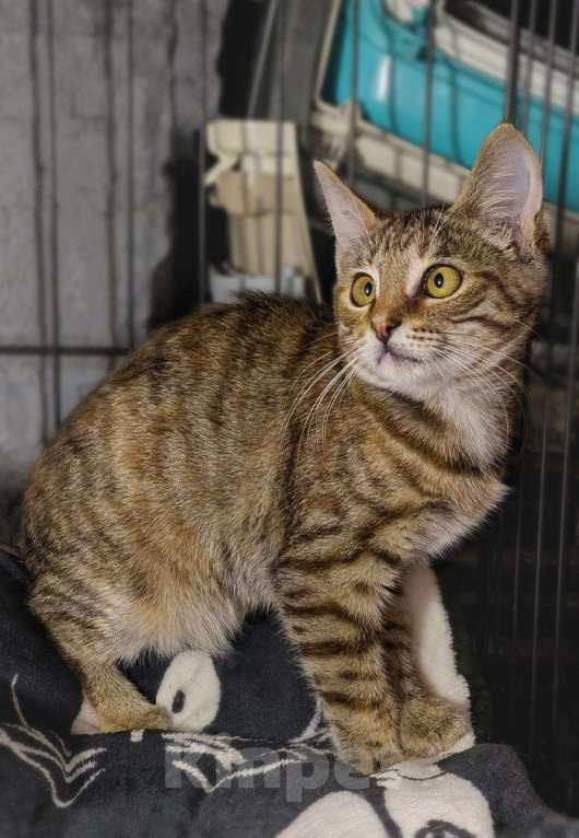 Кошки в Москве: Море позитива каждый день, котёнок в добрые руки  Девочка, Бесплатно - фото 4