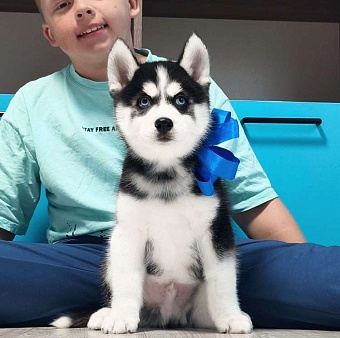 Хаски Щенки Разных окрасов