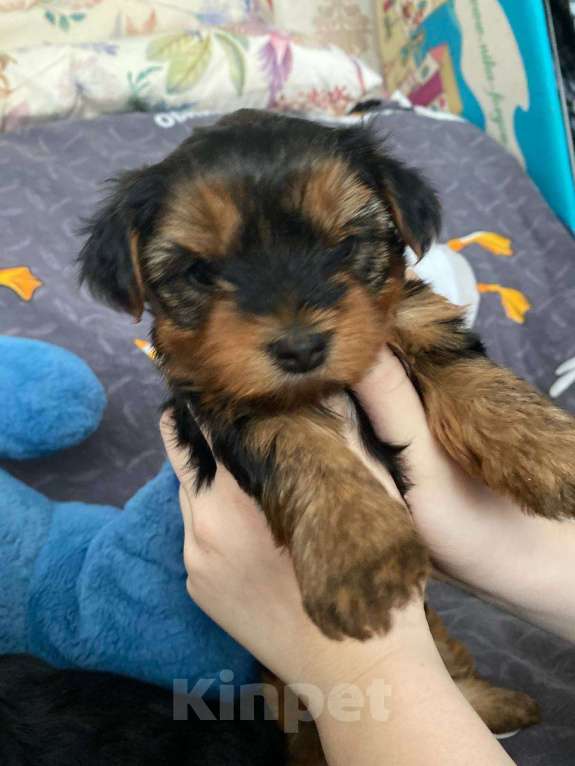 Собаки в Уфе: Щенок йоркширского терьера Разнополые, 25 000 руб. - фото 3